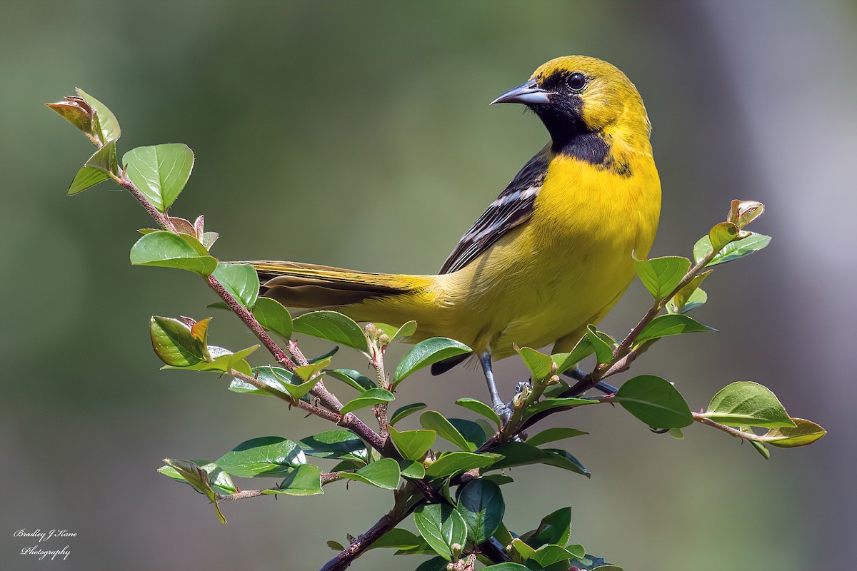 Orchard Oriole - ML619496411