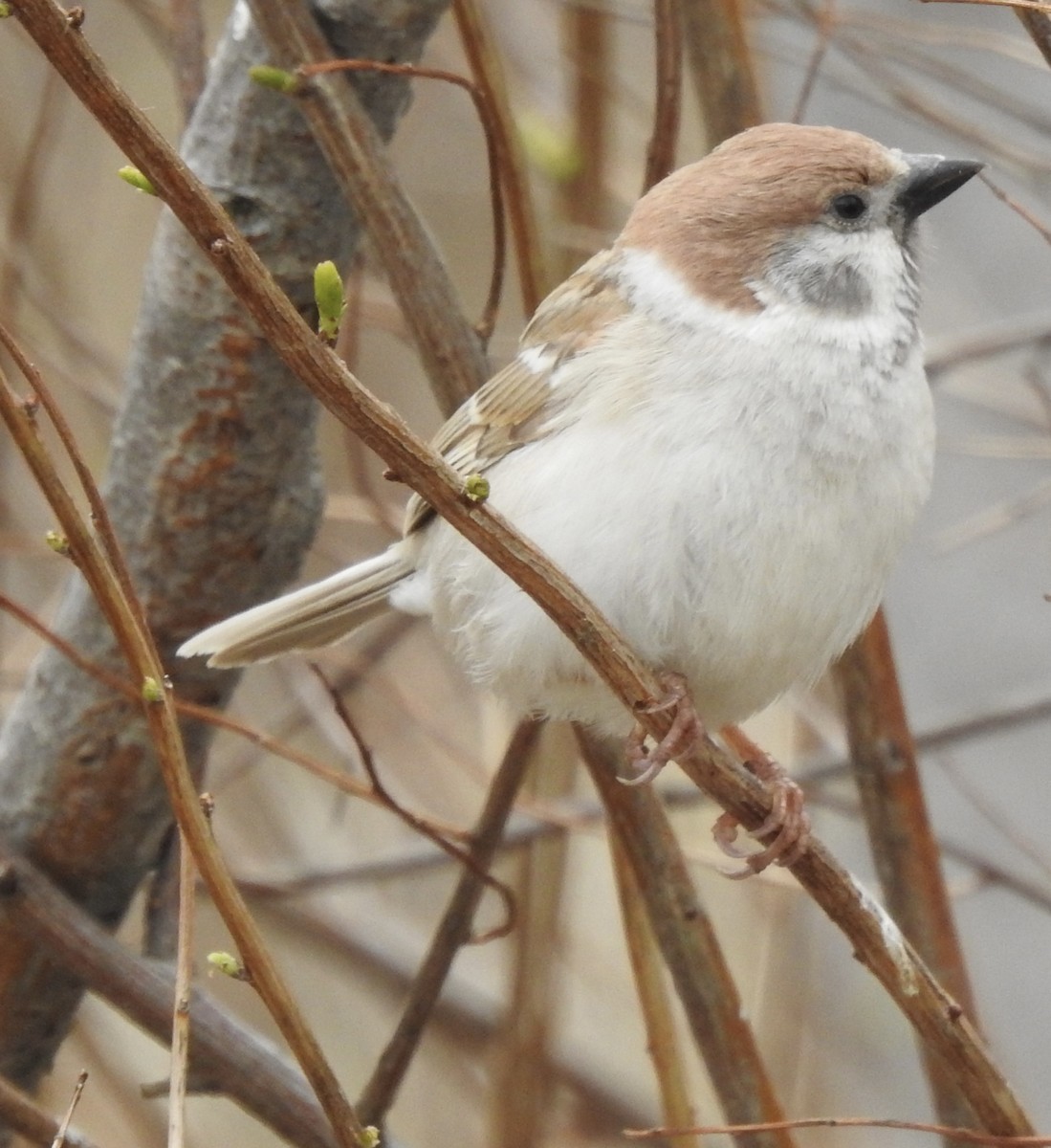 Eurasian Tree Sparrow - ML619496450