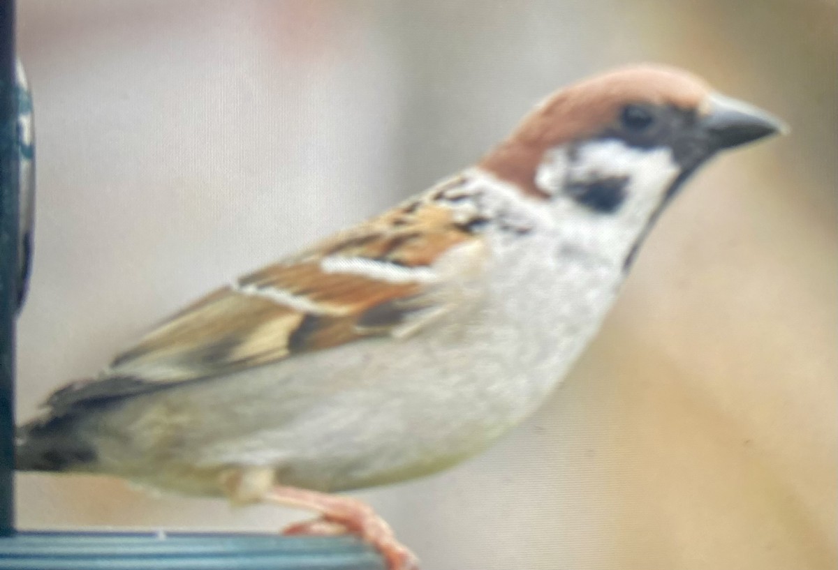 Eurasian Tree Sparrow - ML619496451