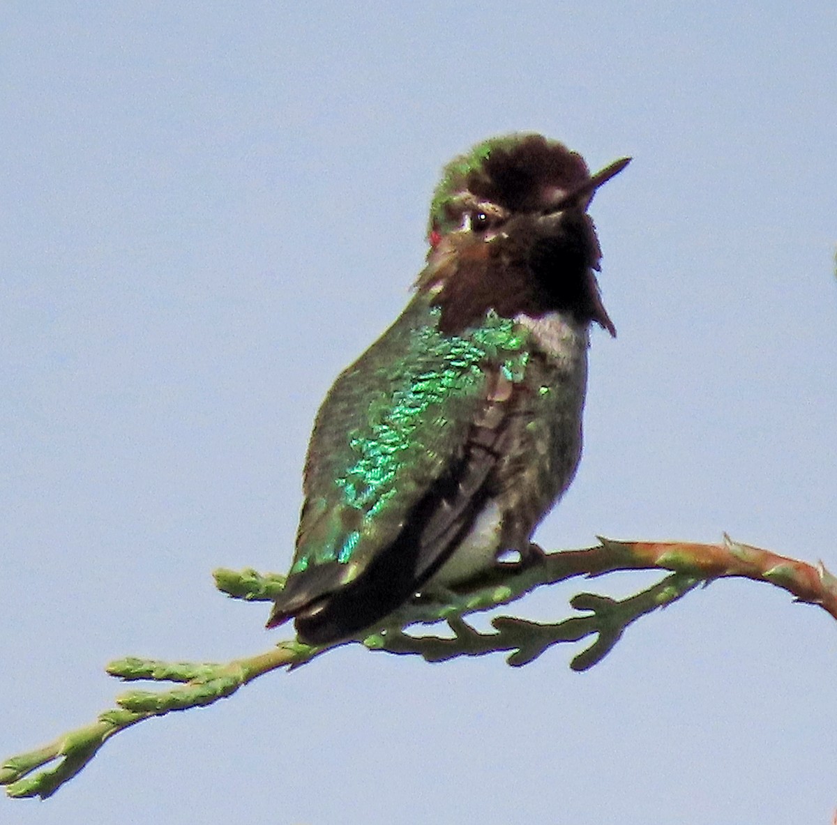 Anna's Hummingbird - ML619496459
