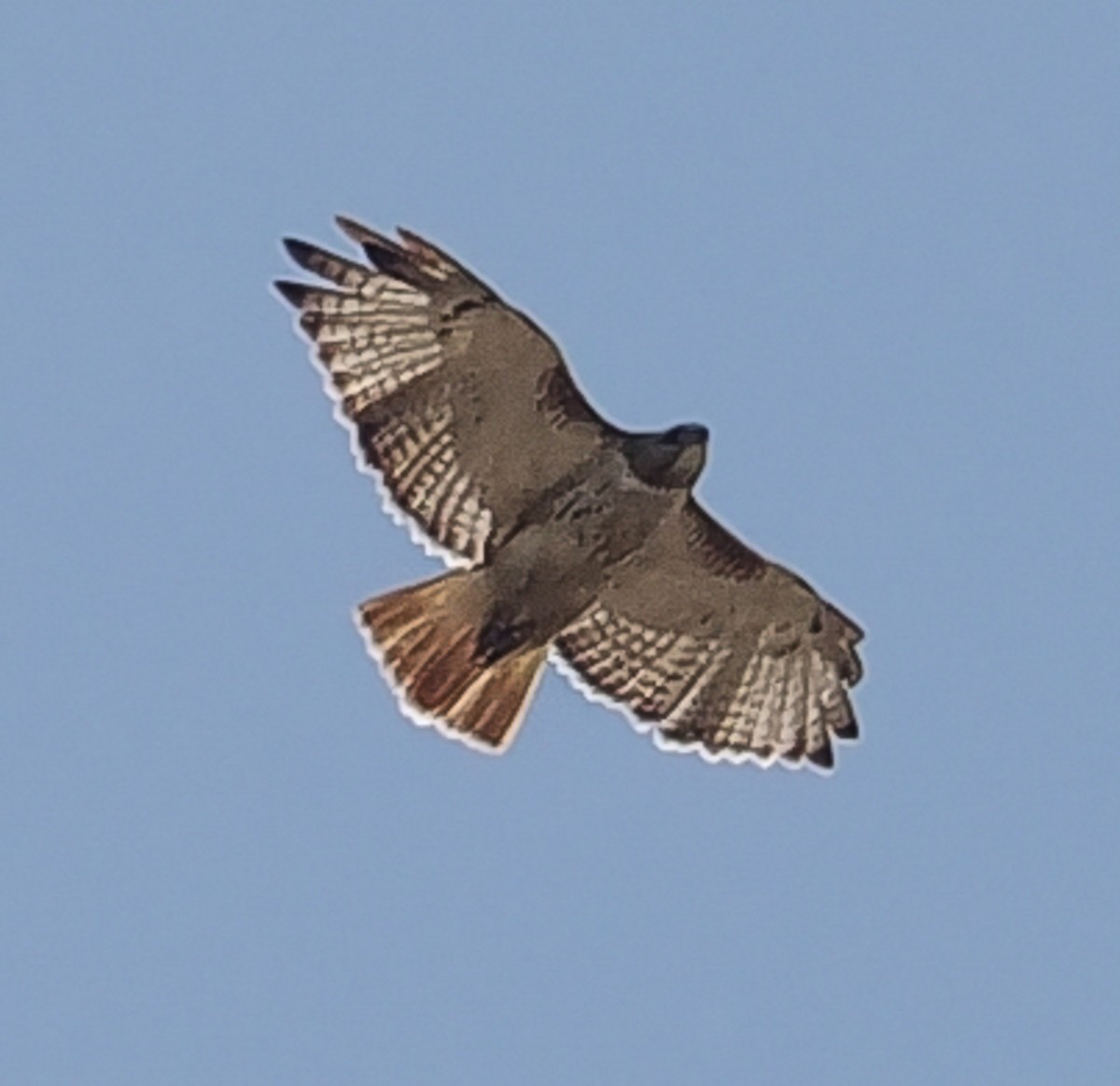 Red-tailed Hawk - ML619496470
