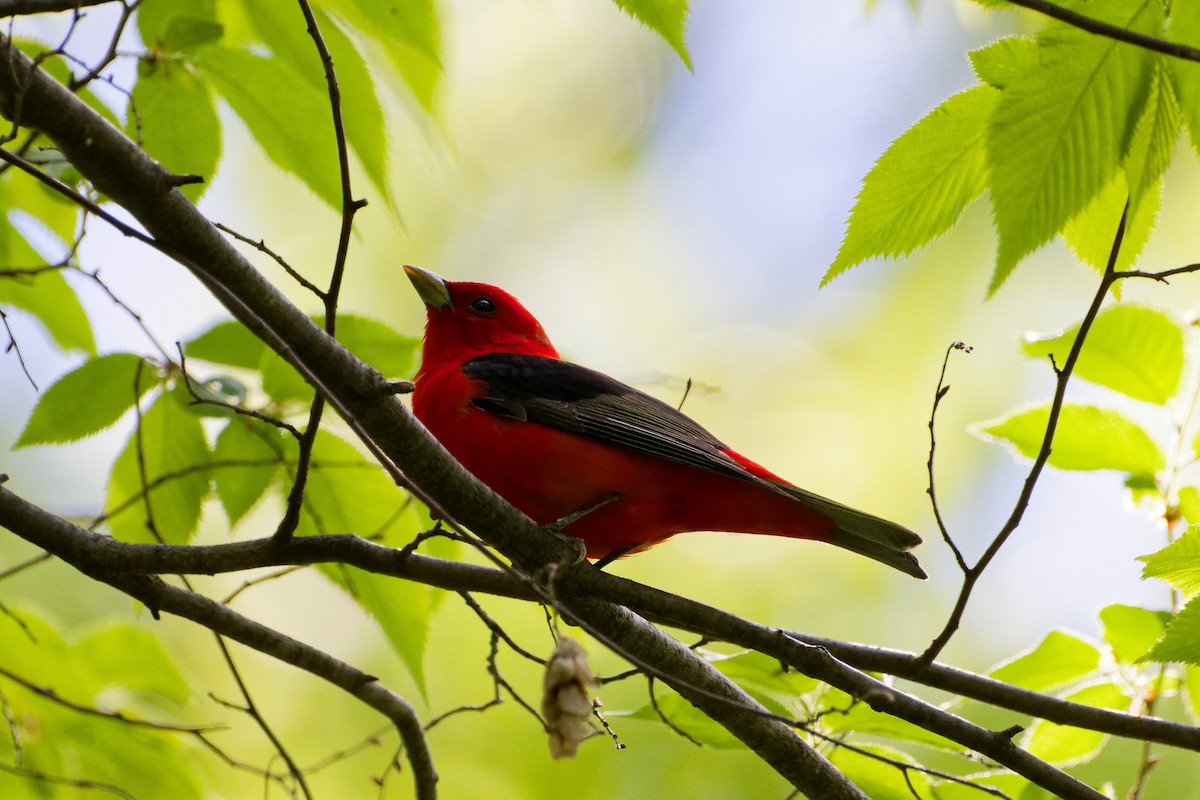 Scarlet Tanager - ML619496478