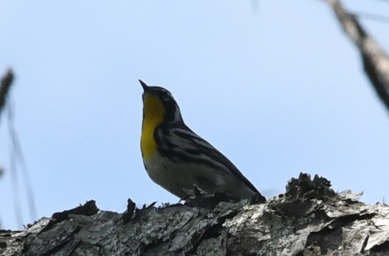 Yellow-throated Warbler - ML619496481