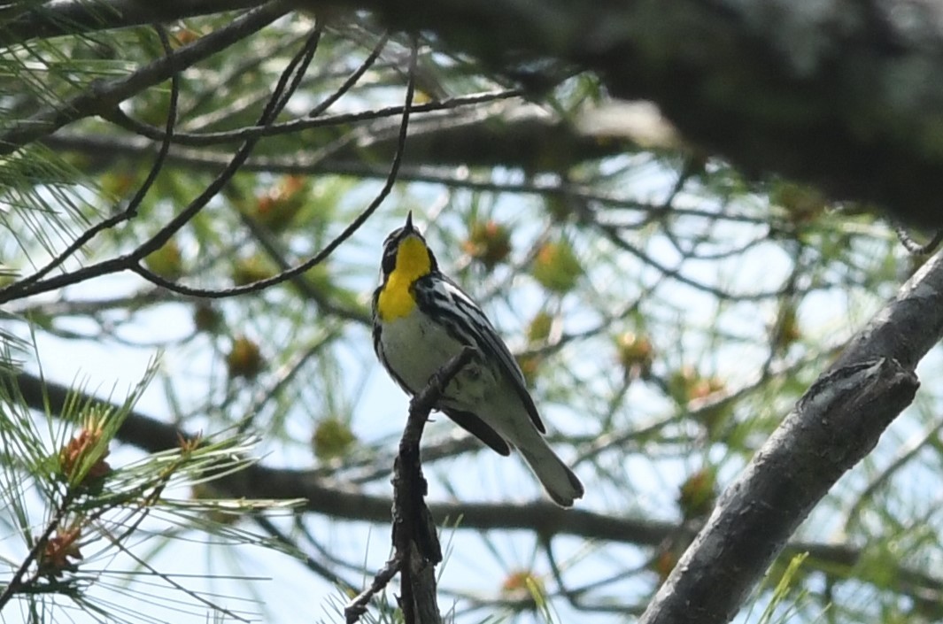 Yellow-throated Warbler - ML619496489