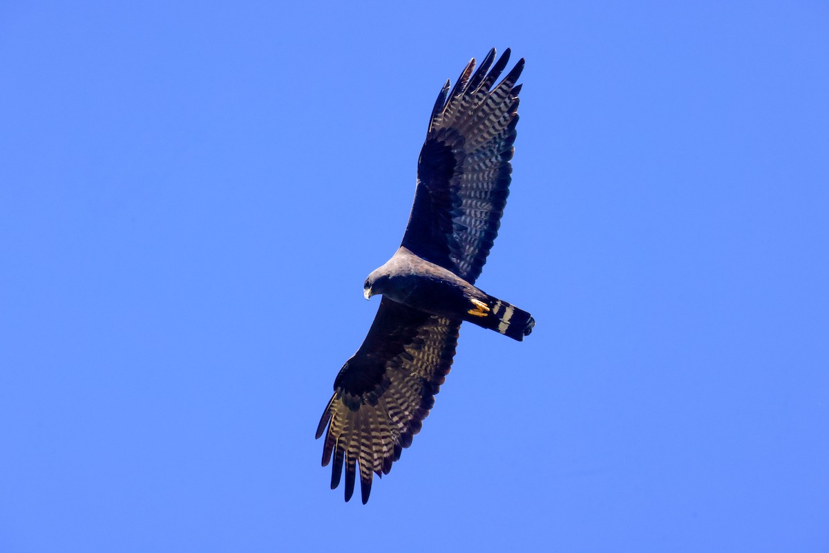 Zone-tailed Hawk - ML619496536