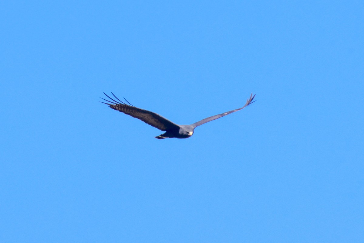 Zone-tailed Hawk - ML619496538