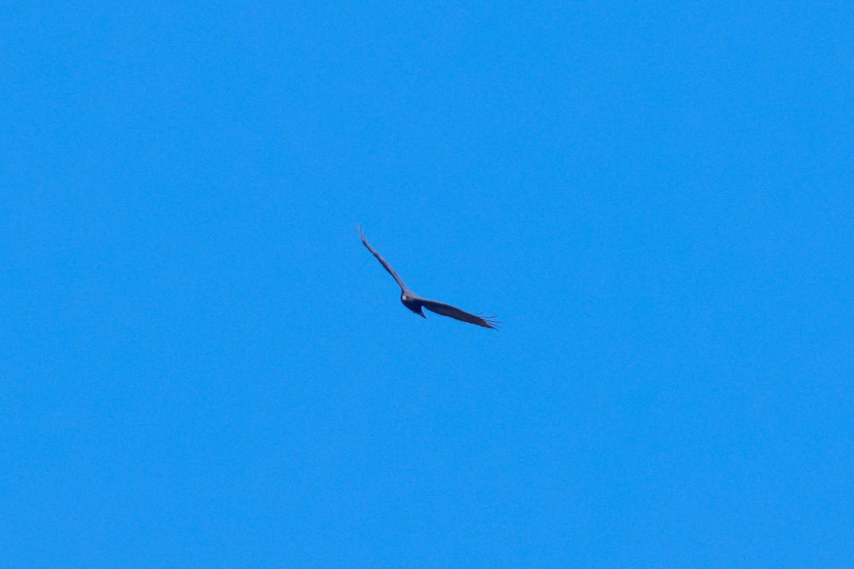 Zone-tailed Hawk - ML619496540