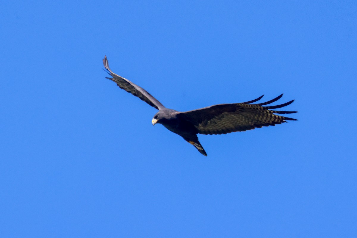 Zone-tailed Hawk - ML619496541