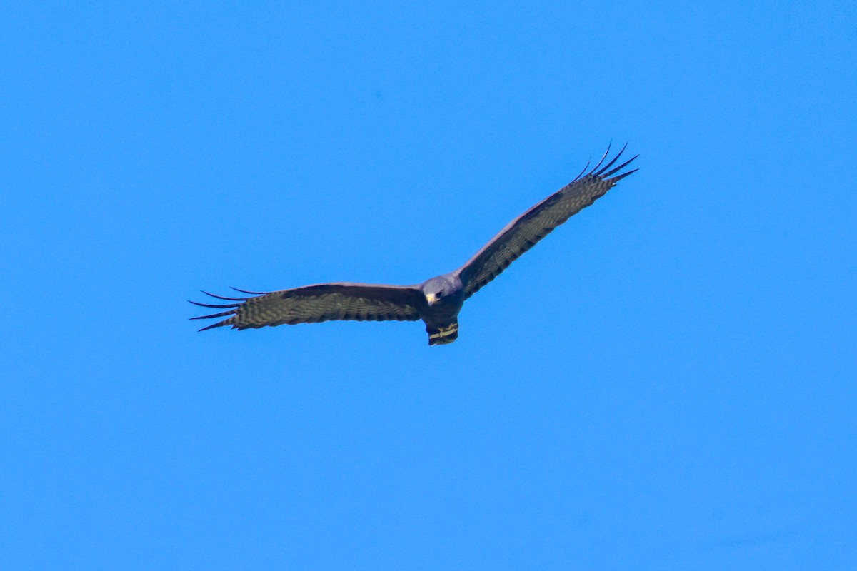 Zone-tailed Hawk - ML619496542