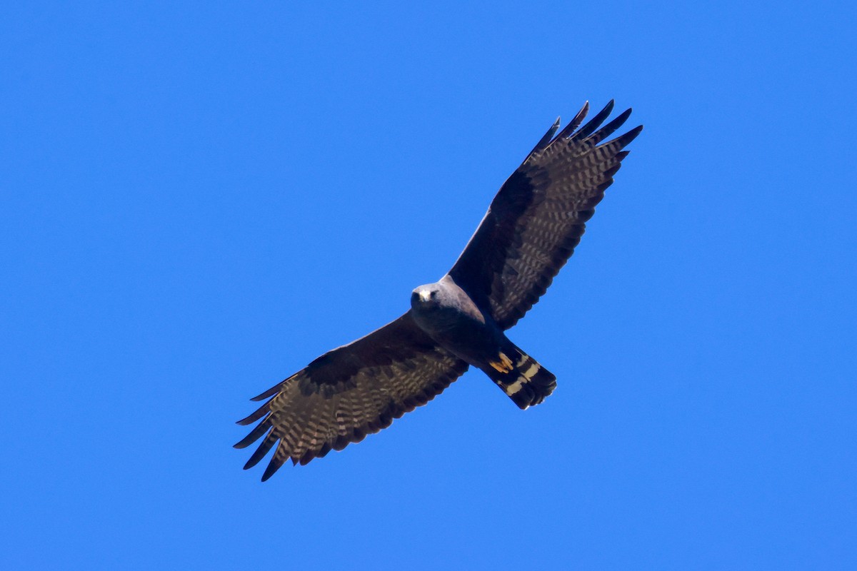 Zone-tailed Hawk - ML619496543