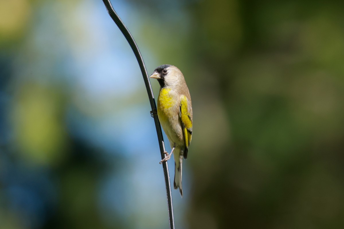 Lawrence's Goldfinch - ML619496560