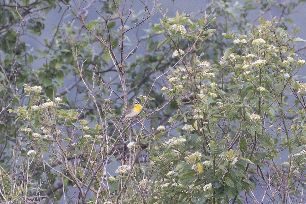 Yellow-breasted Chat - ML619496564