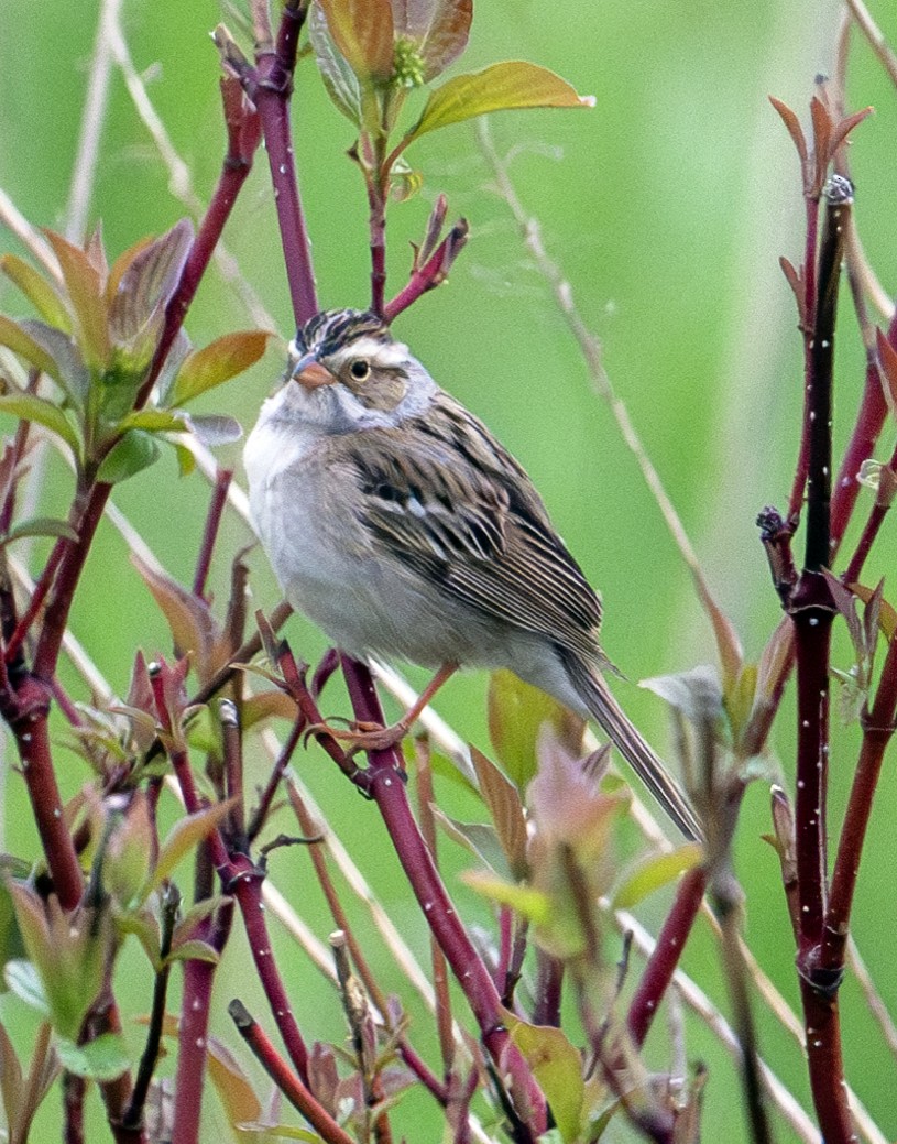 Clay-colored Sparrow - ML619496578