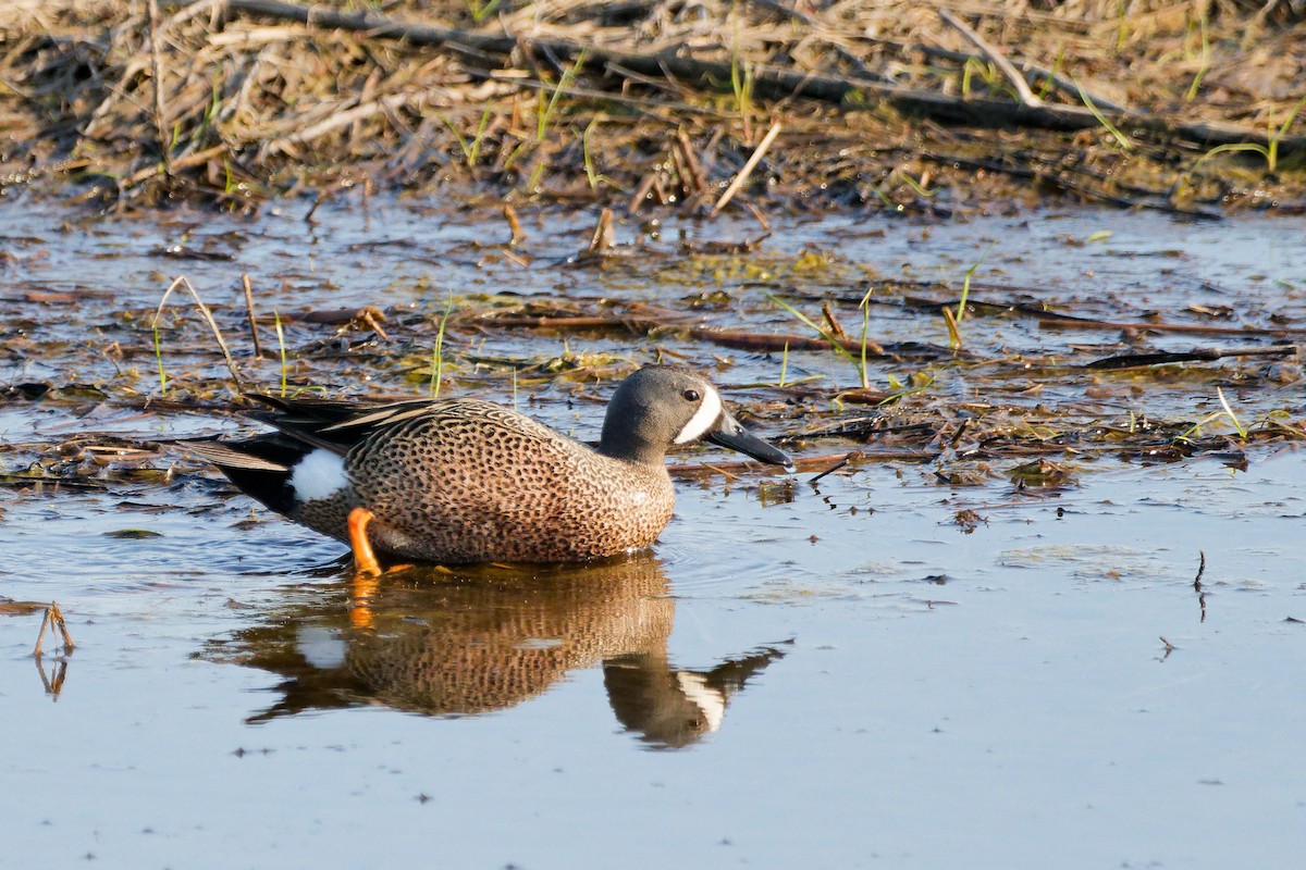Blue-winged Teal - ML619496587