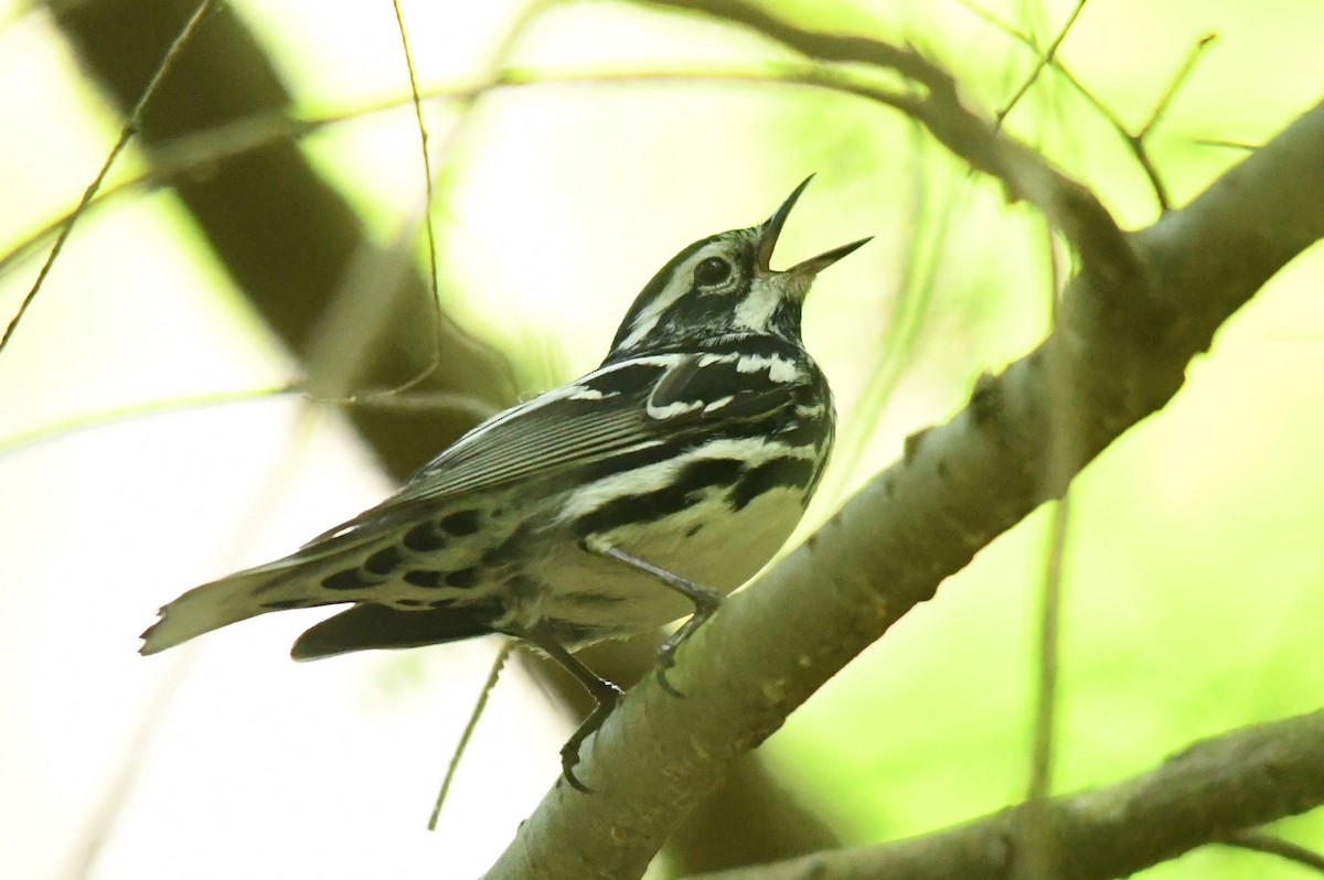 Black-and-white Warbler - ML619496588