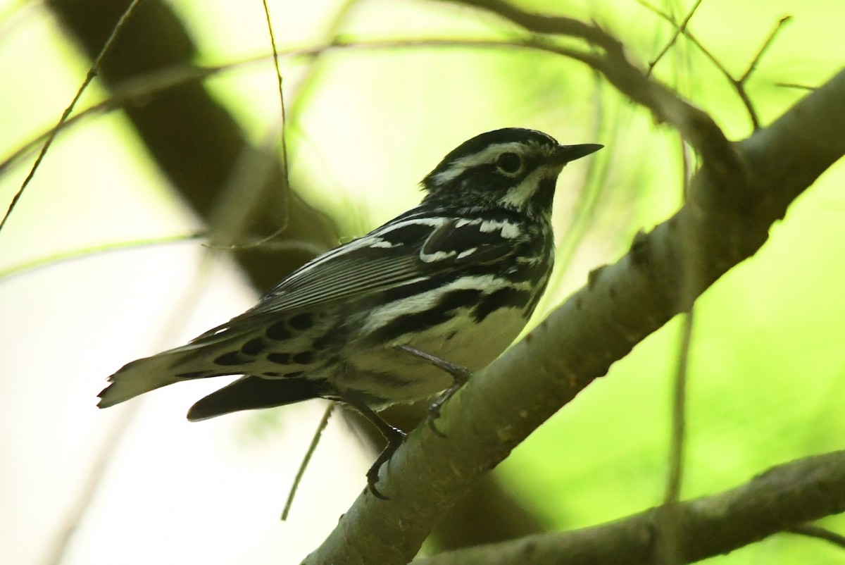 Black-and-white Warbler - ML619496589