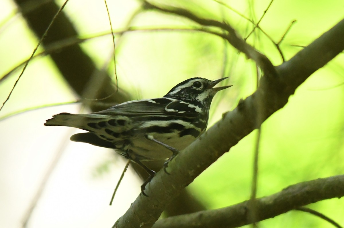 Black-and-white Warbler - ML619496595