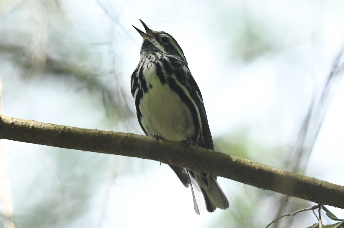 Black-and-white Warbler - ML619496596