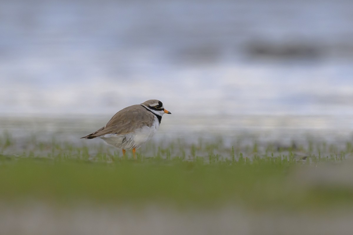 Common Ringed Plover - ML619496618
