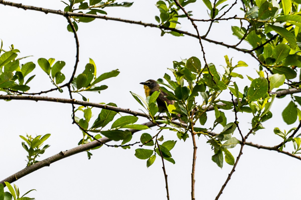 Yellow-breasted Chat - ML619496620