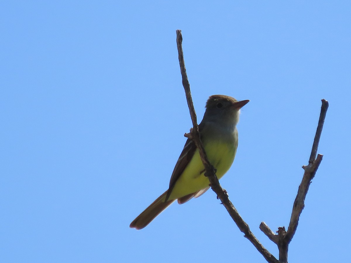Great Crested Flycatcher - ML619496634