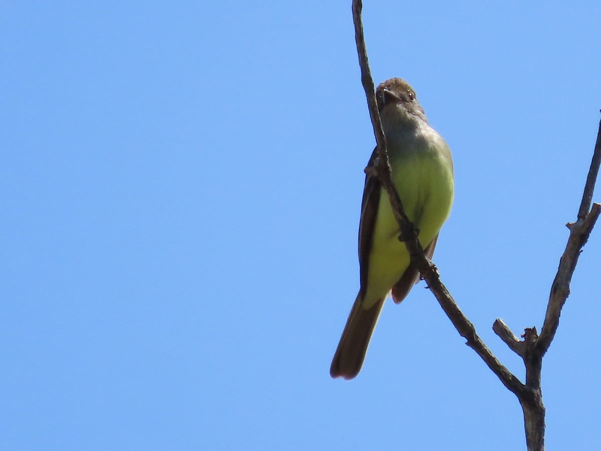 Great Crested Flycatcher - ML619496657