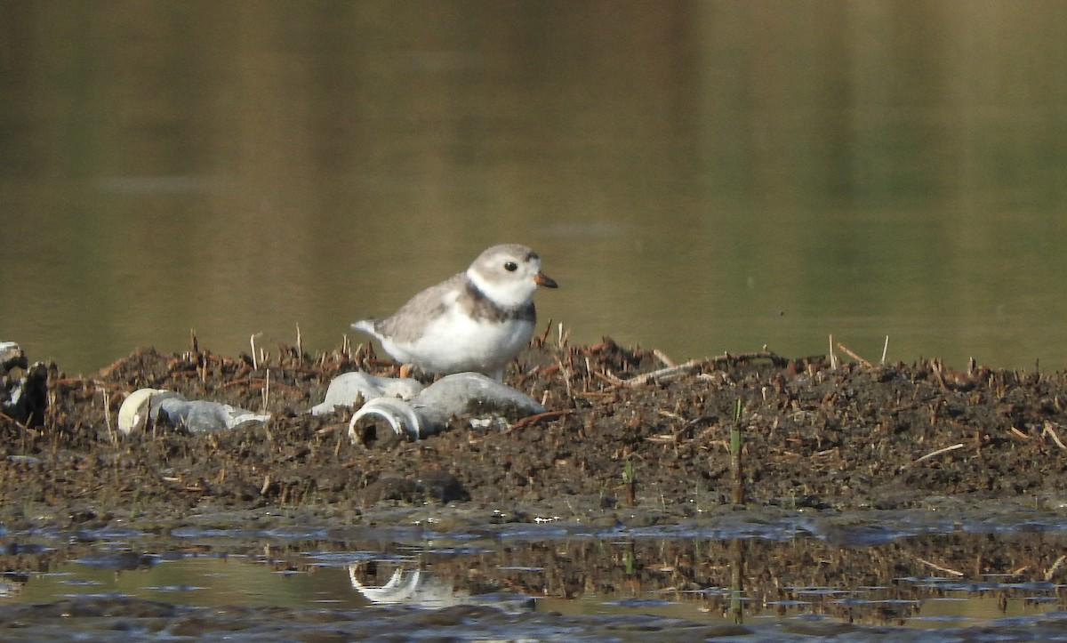 Piping Plover - ML619496663