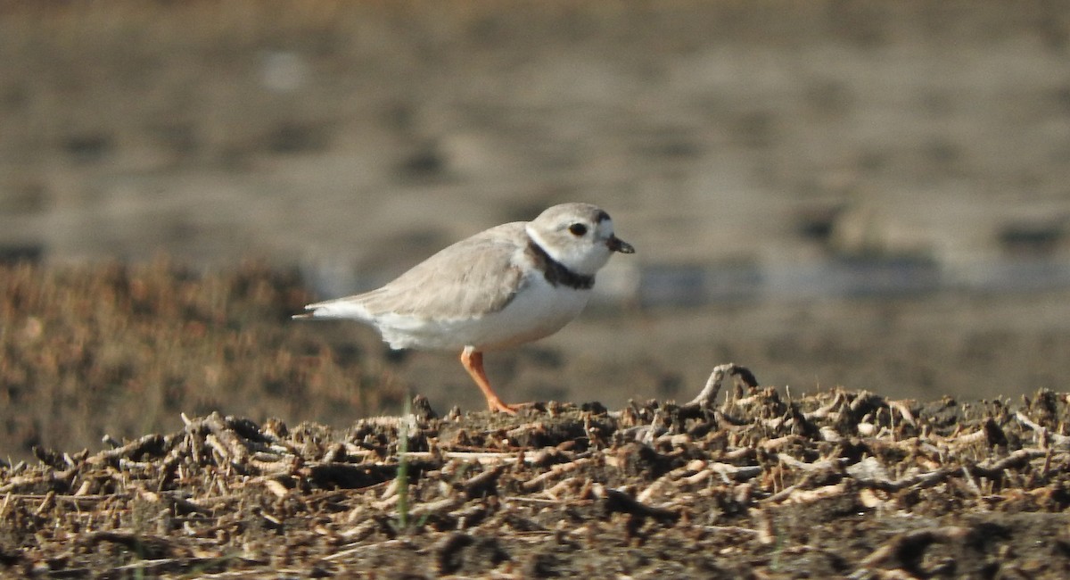 Piping Plover - ML619496665