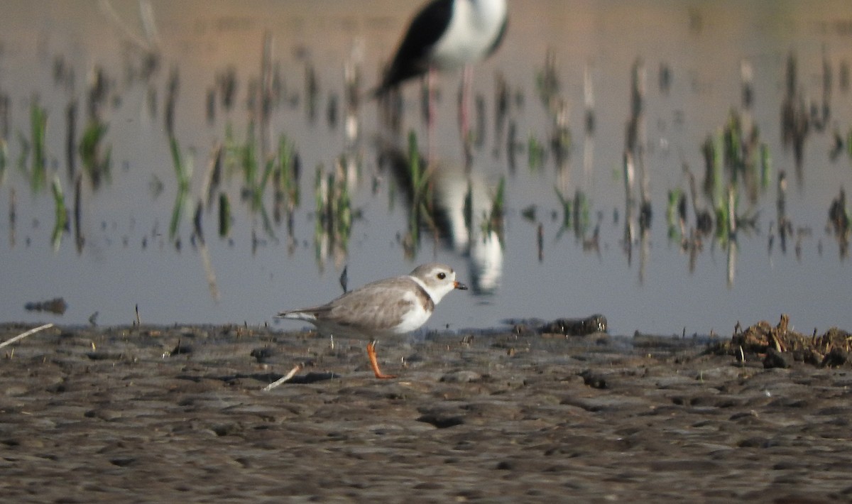 Piping Plover - ML619496666