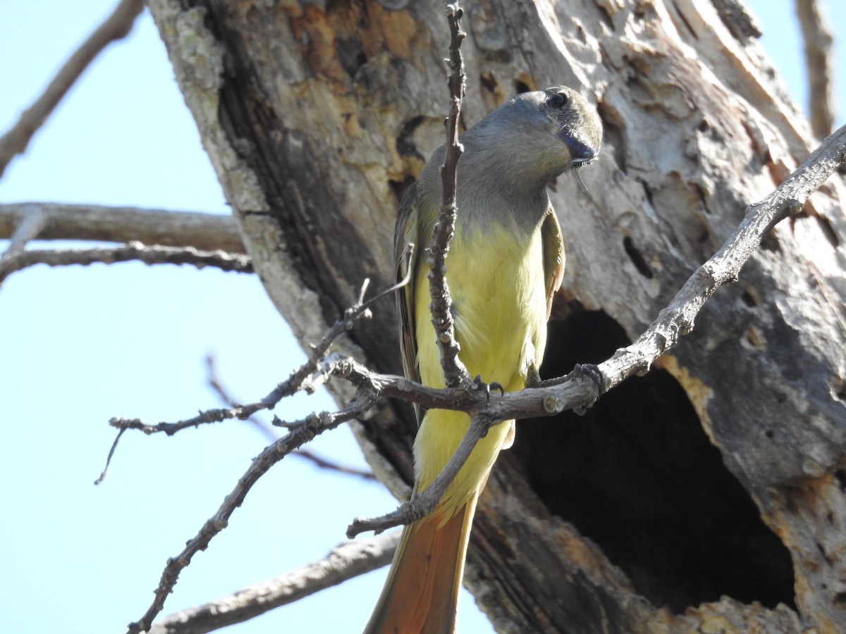 Great Crested Flycatcher - ML619496671