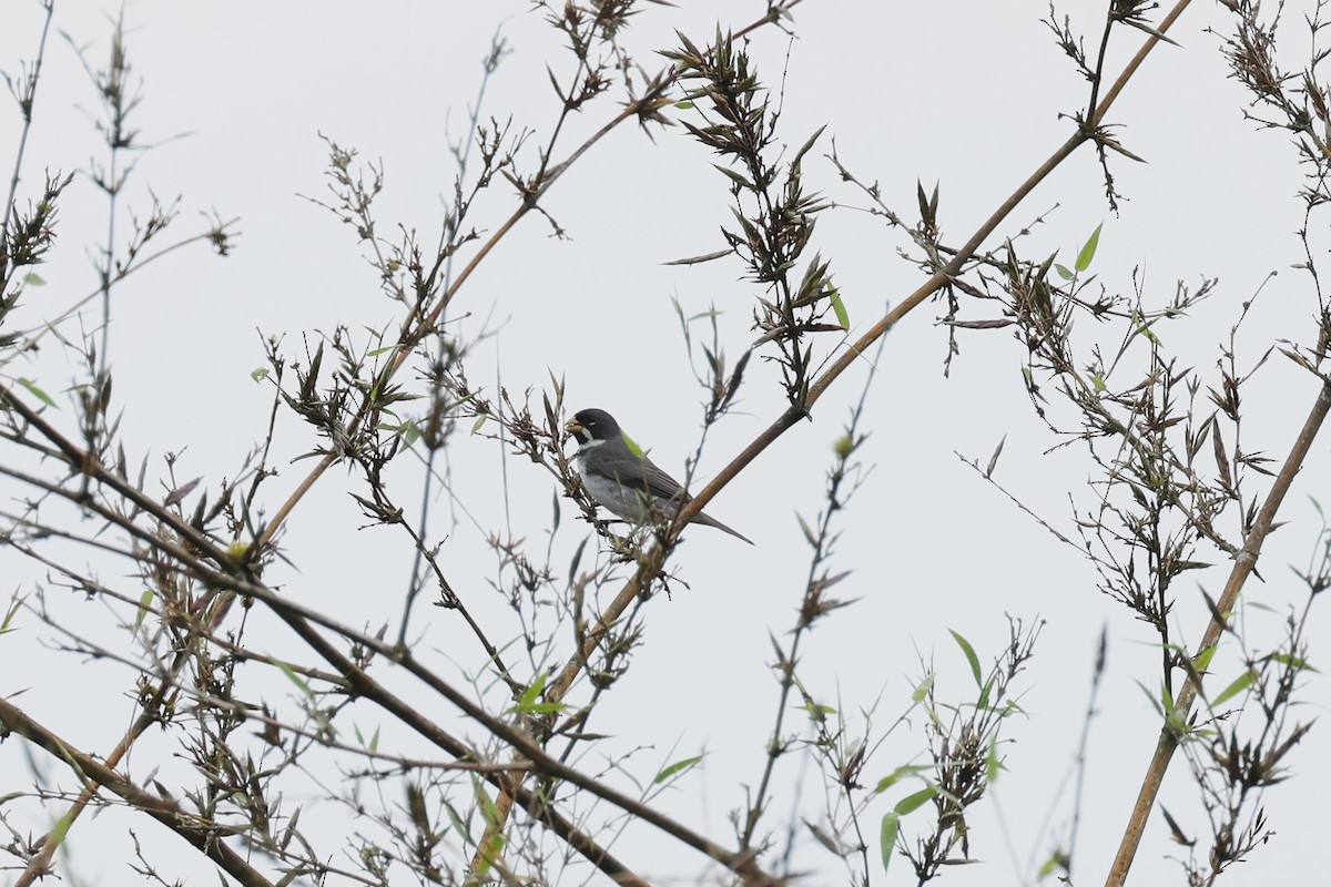 Double-collared Seedeater - ML619496672