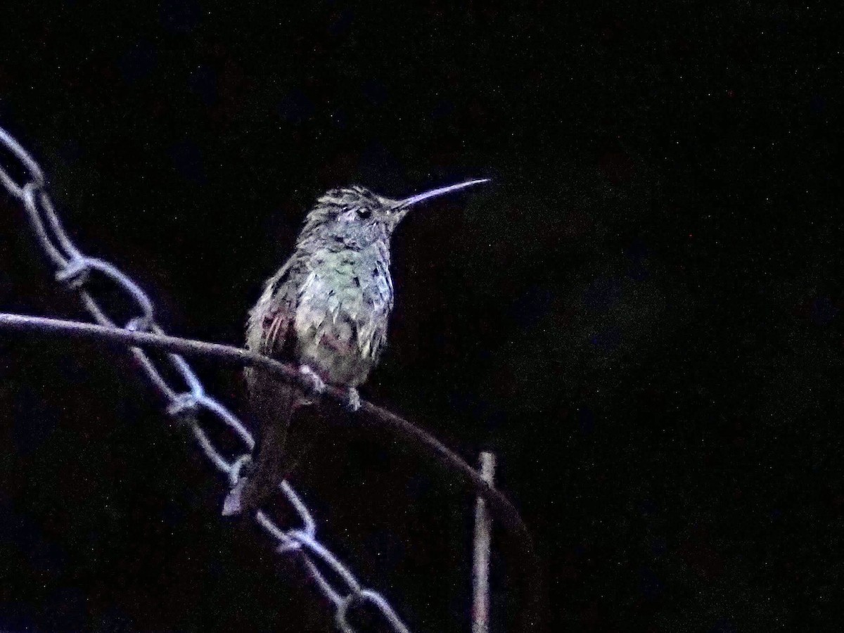 kolibřík mexický - ML619496681