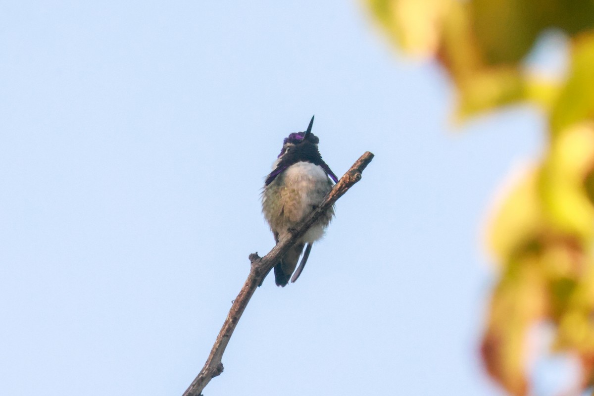 Costa's Hummingbird - ML619496697