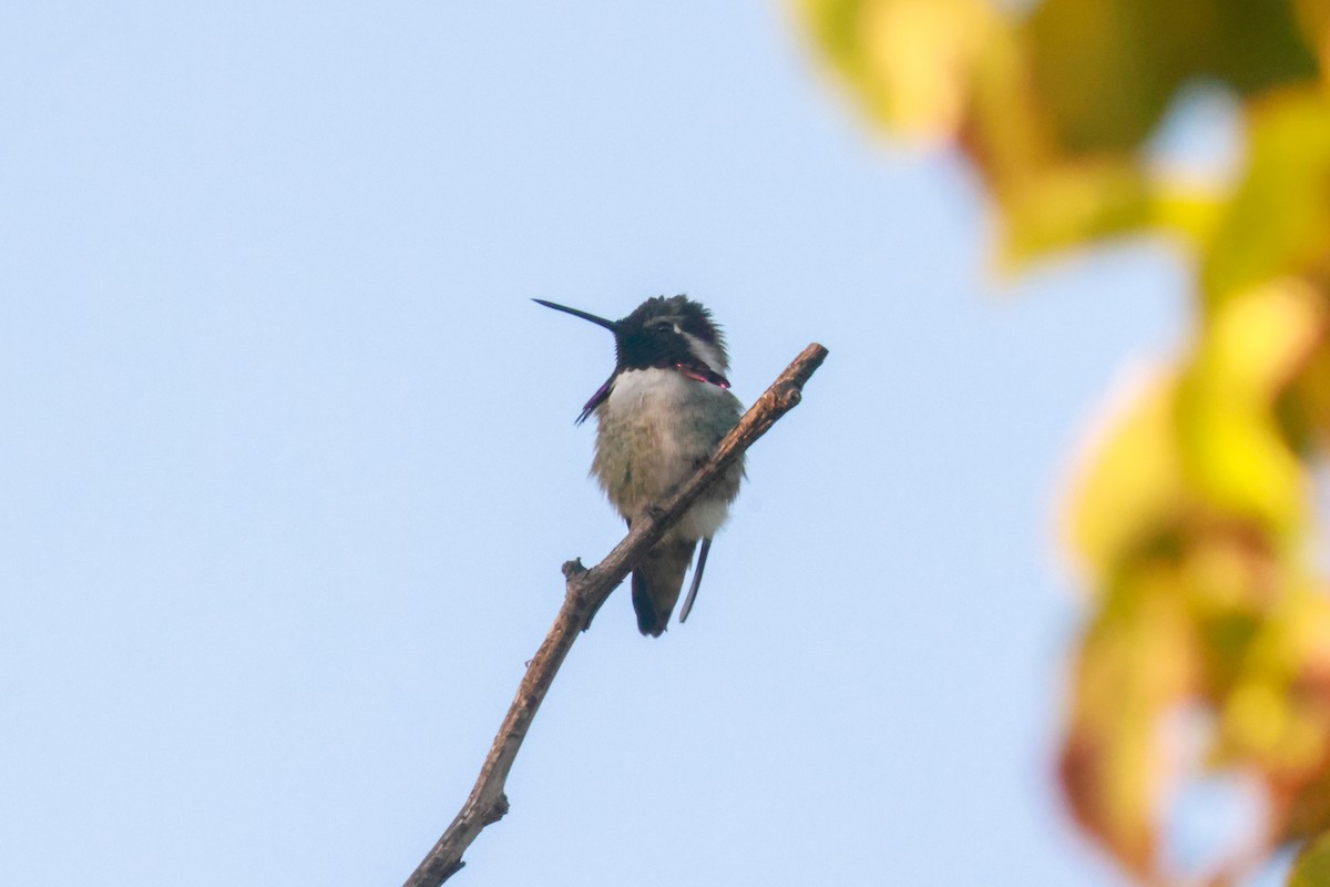 Costa's Hummingbird - ML619496698