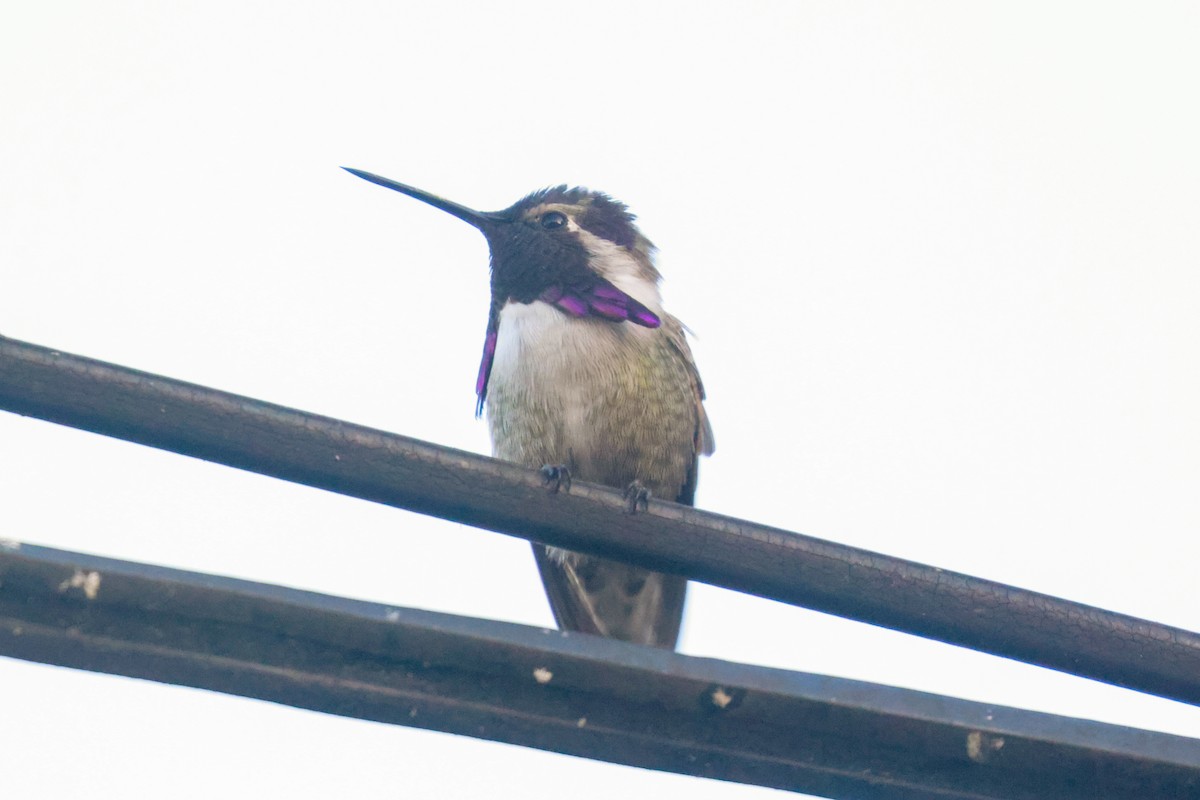 Costa's Hummingbird - ML619496700
