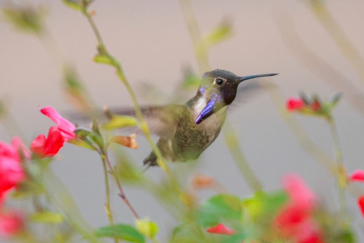 Costa's Hummingbird - ML619496701