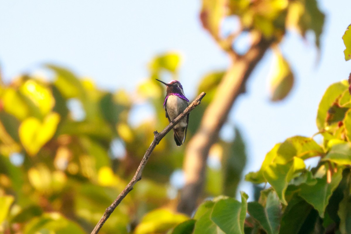 Costa's Hummingbird - ML619496702