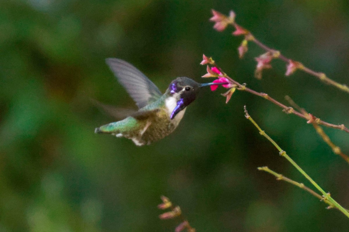 Costa's Hummingbird - ML619496704