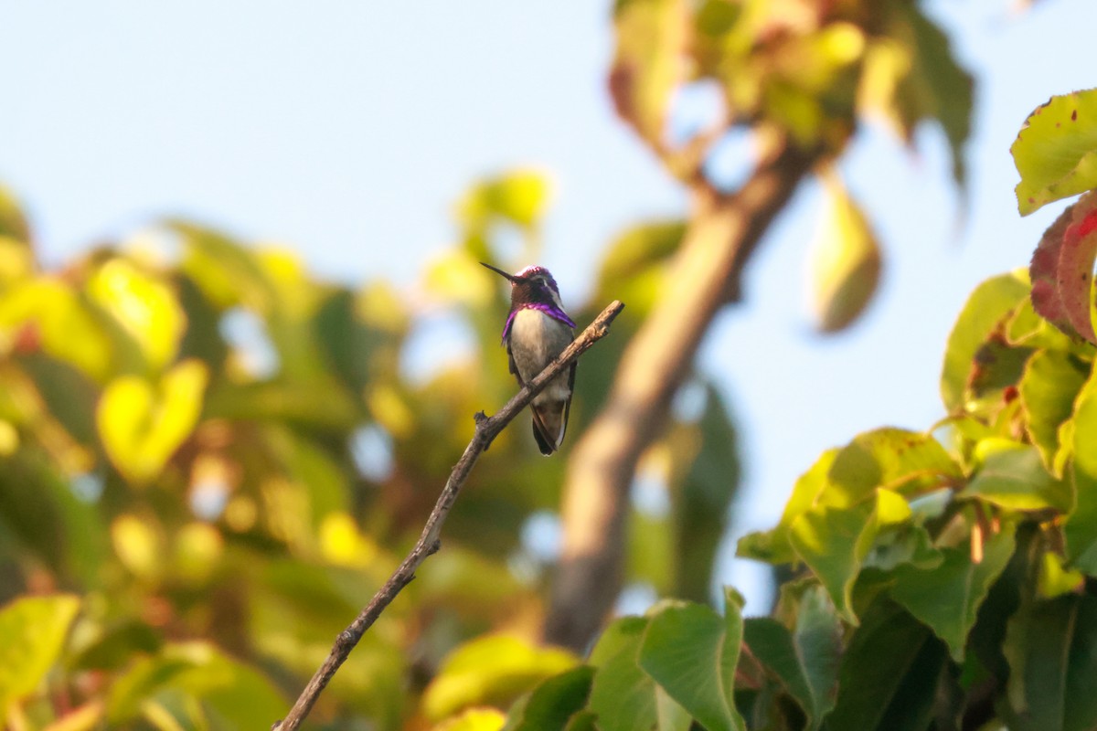 Costa's Hummingbird - ML619496705