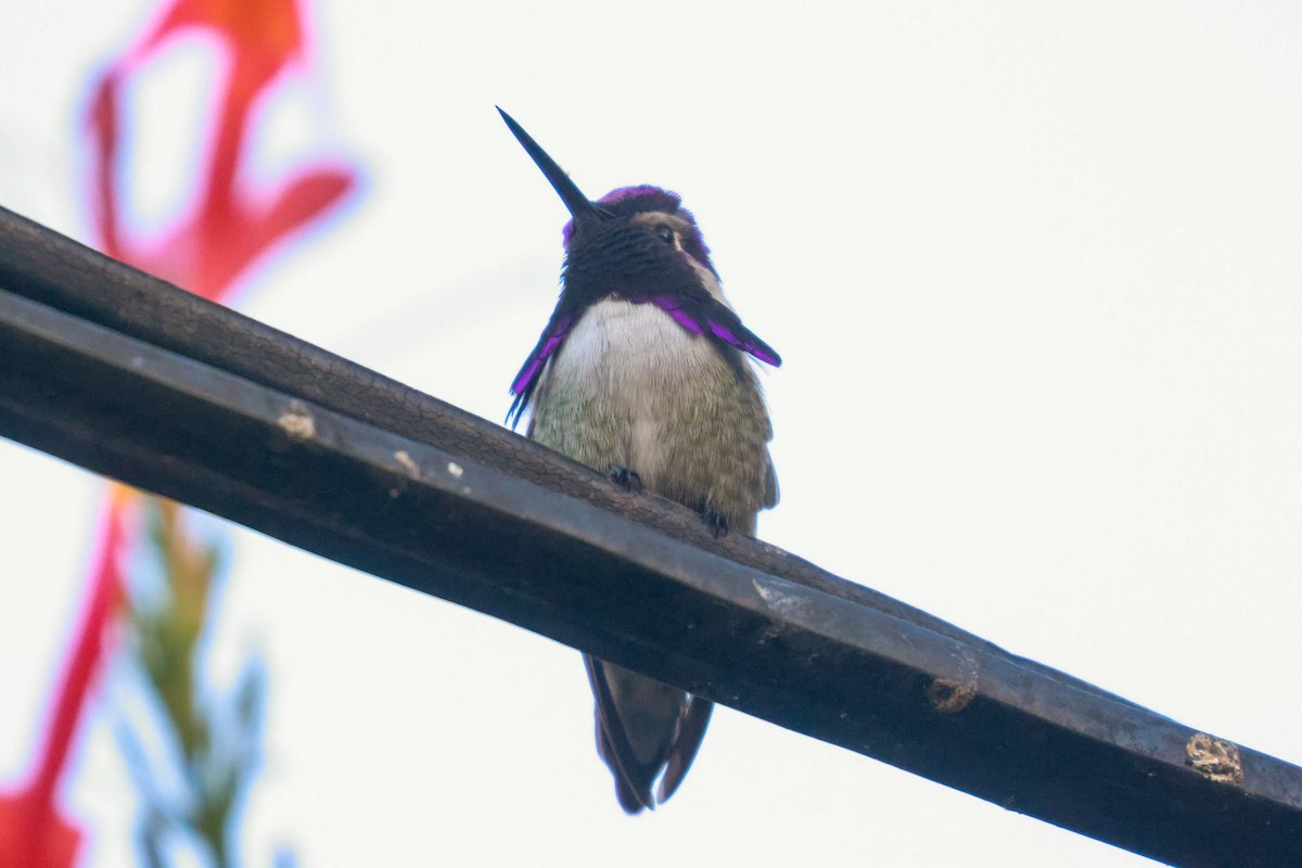 Costa's Hummingbird - ML619496707