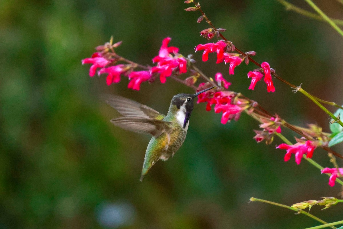 Costa's Hummingbird - ML619496714