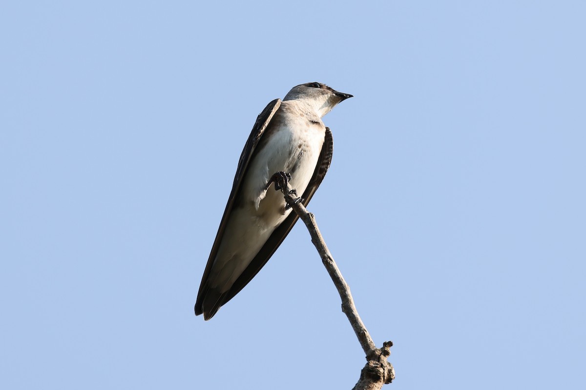 Brown-chested Martin - ML619496747