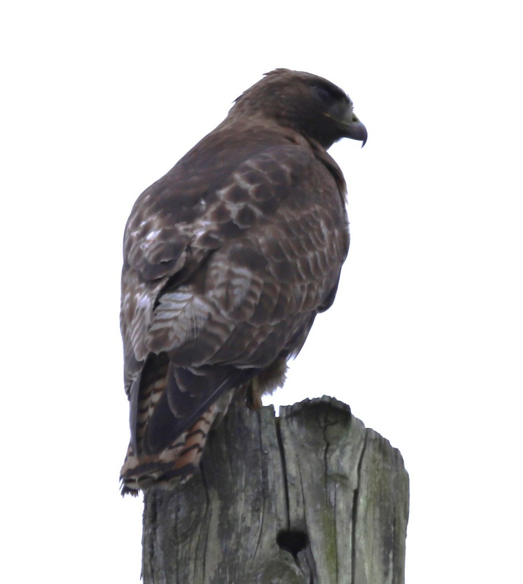Red-tailed Hawk - ML619496750