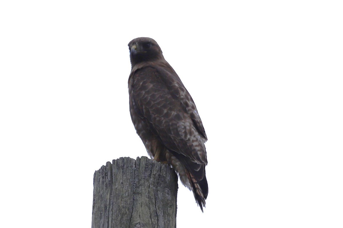 Red-tailed Hawk - ML619496751