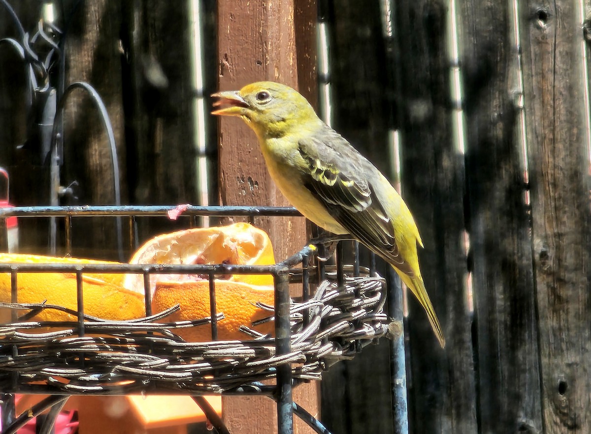Western Tanager - ML619496776