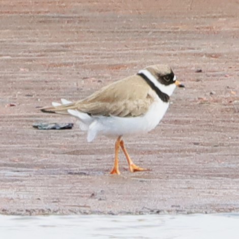 Semipalmated Plover - ML619496787