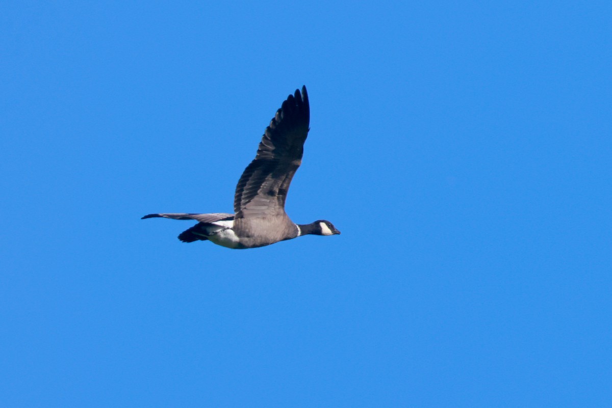 Cackling Goose (Aleutian) - ML619496823