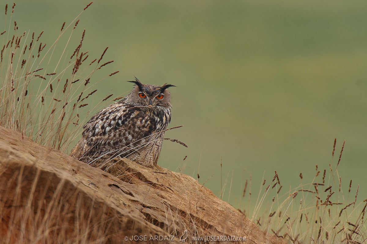 Eurasian Eagle-Owl - ML619496834