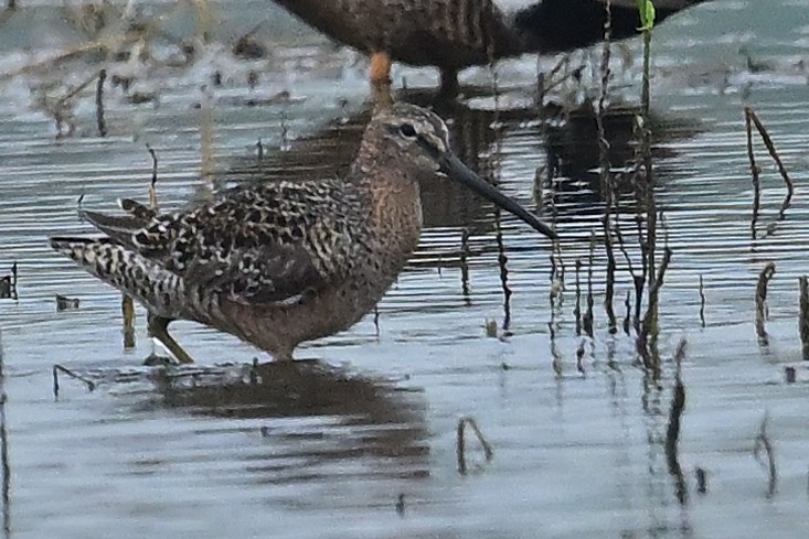 Long-billed Dowitcher - ML619496850
