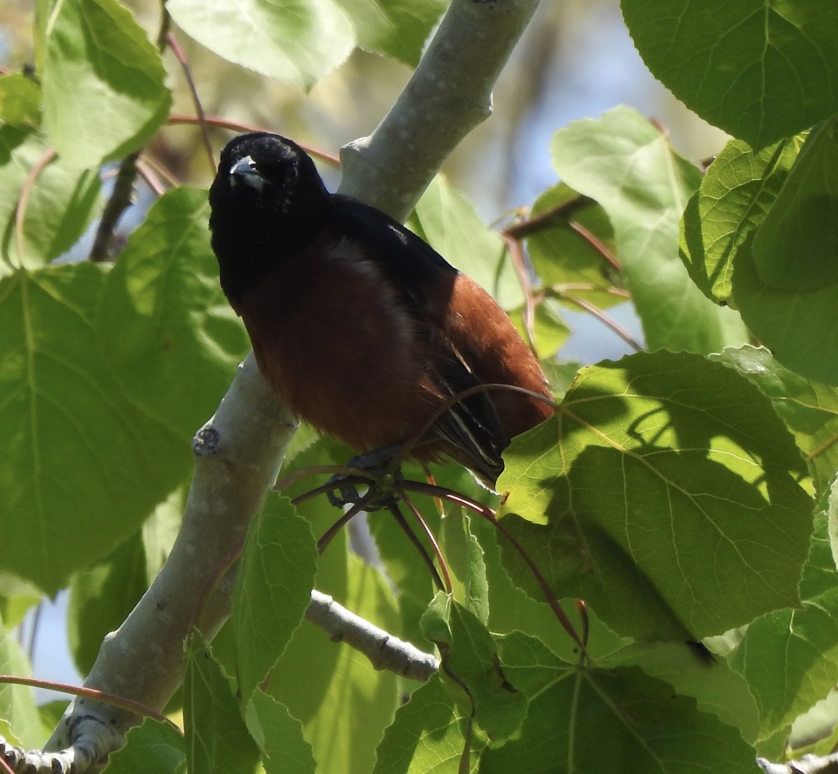 Orchard Oriole - ML619496853
